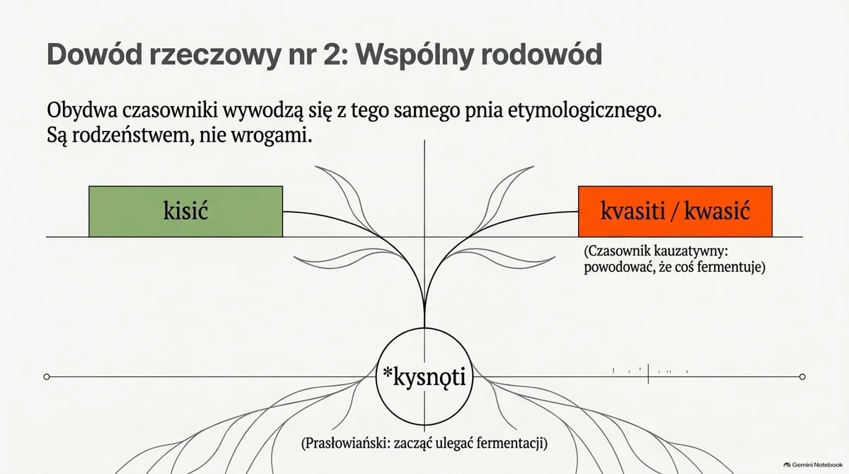 Slajd: Dowód rzeczowy nr 2, wspólny rodowód. Schemat drzewa: z prasłowiańskiego pnia „kysnǫti” (zacząć ulegać fermentacji) wyrastają dwie gałęzie, czasownik „kisić” oraz czasownik kauzatywny „kvasiti, kwasić” (powodować, że coś fermentuje). Grafika wygenerowana przez AI.